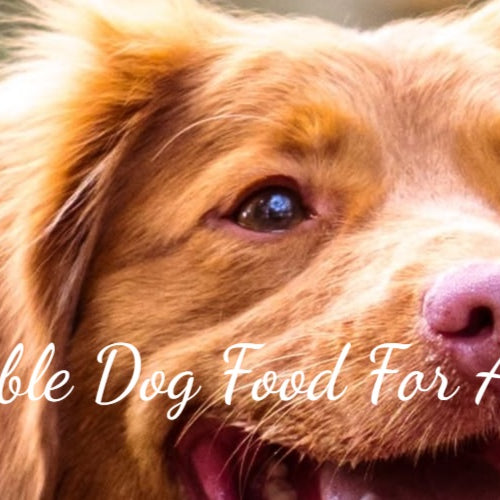 Sustainable Dog Food For A Healthy Pet