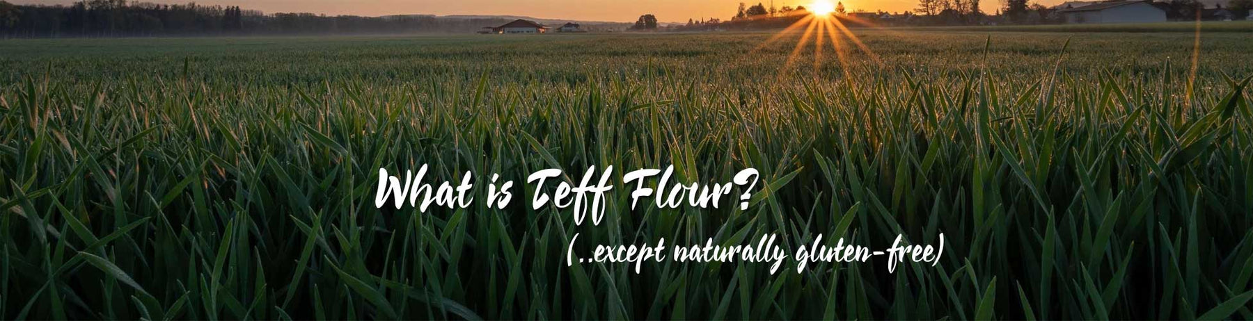 What is teff flour