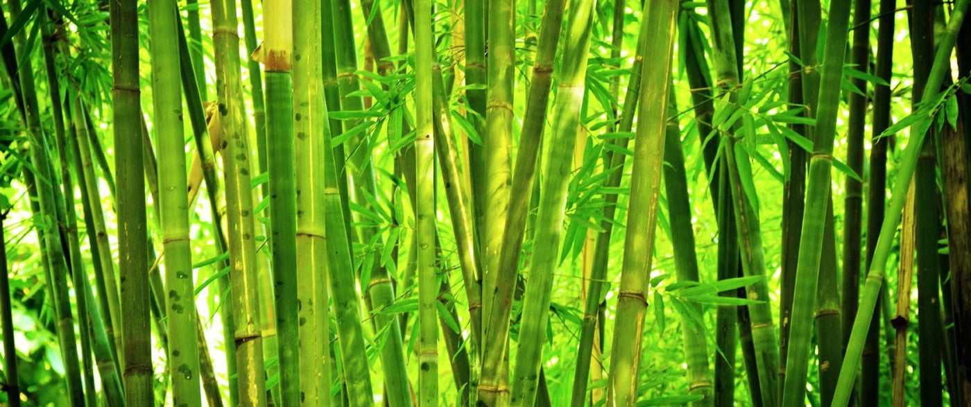 Bamboo: The Sustainable Material of the Future is Here