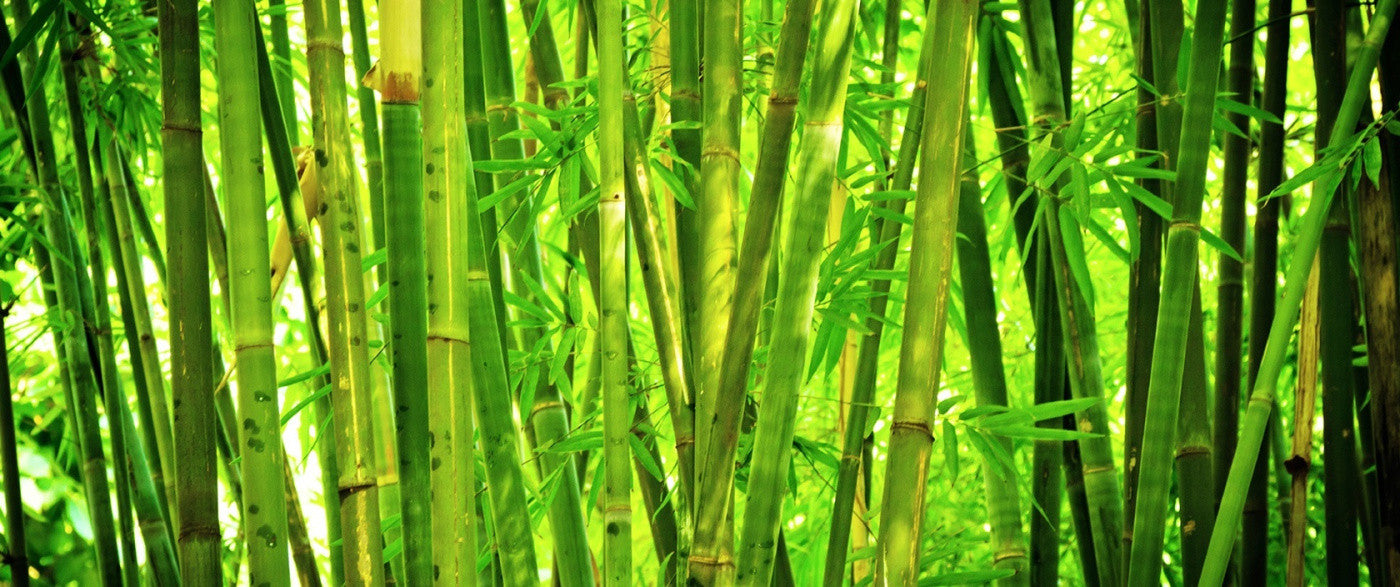 Bamboo The Sustainable Material Of The Future Is Here Australian   Bamboo 1503x630 