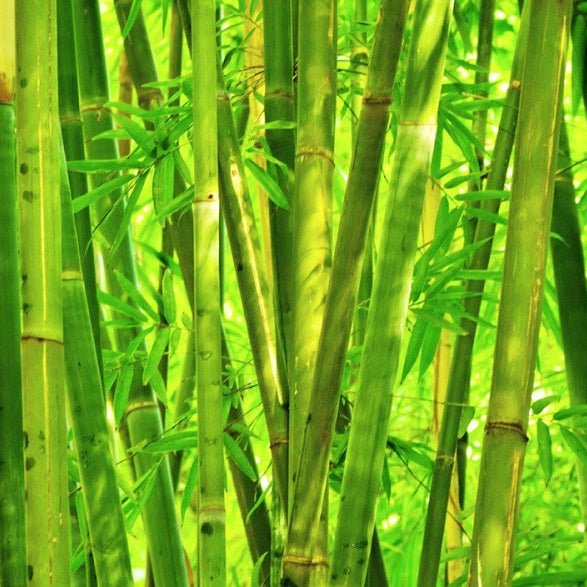 Bamboo: The Sustainable Material of the Future is Here