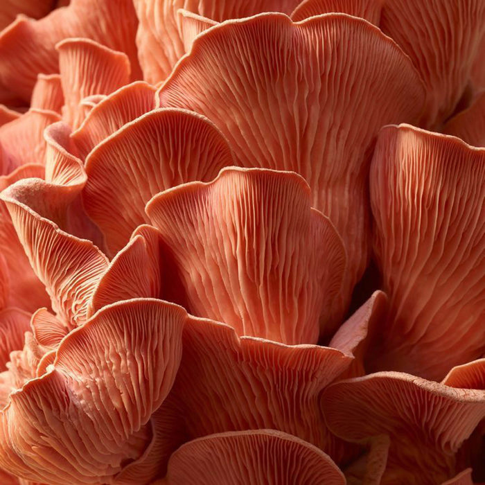 SWITCH NUTRITION Four Blend Double Strength 2:1 Mushroom Liquid Extract 60ml